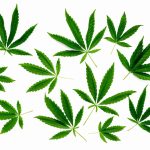 Bluetenbande e.V. | Cannabis für Mitglieder