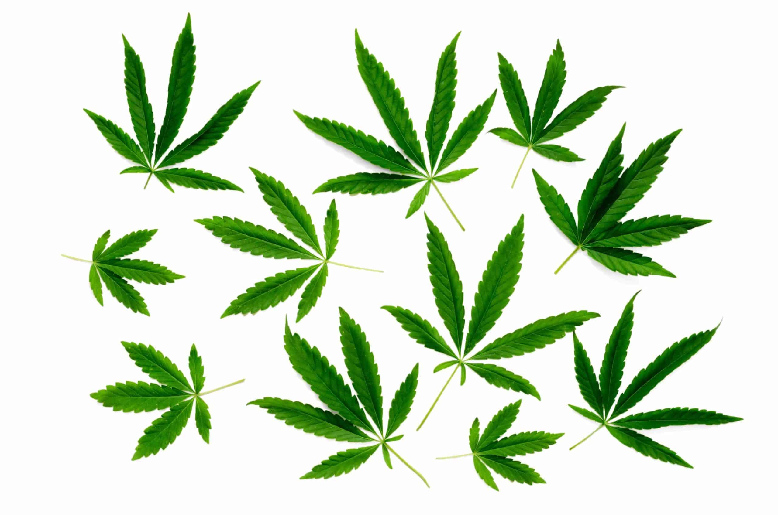 Bluetenbande e.V. | Cannabis für Mitglieder